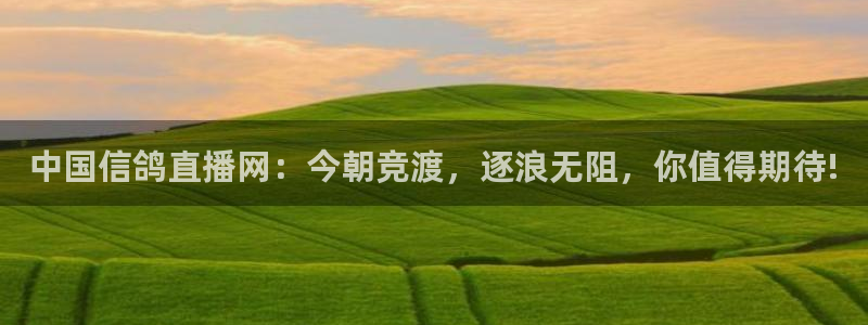 乐球直播篮球直播在线观看：中国信鸽直播网：今朝竞渡，逐浪无阻，你值得期待!